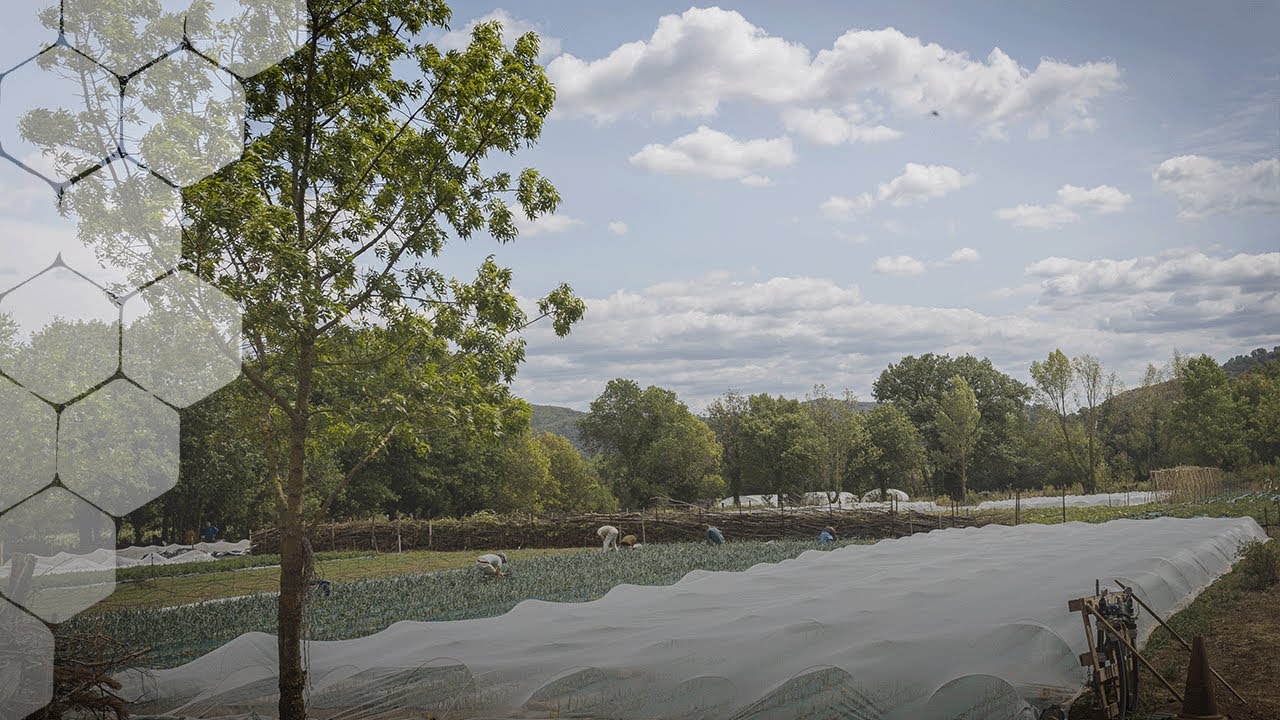 Grelinettes & Cie - Du bio pour les cantines collectives