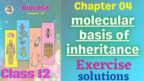 Molecular Basis of Inheritance class 12 biology chapter 4 Exercise solutions