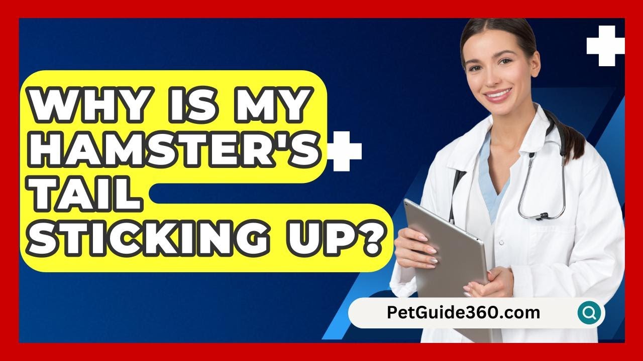 Why Is My Hamster's Tail Sticking Up? - PetGuide360.com