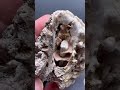 Cephalopod druse quartz fossil