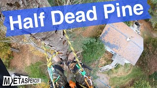 Famous Half Dead Pine Take Down Wealth