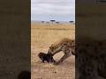 Gorilla Mom Saves Baby… Wild Rescue Fury! 🦍💥고릴라 엄마 새끼 구출… 야생 분노 구조! 🦍💥ゴリラ母が子を救出…野生の怒りレスキュー超緊迫瞬間映像!🦍💥