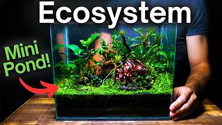 Creating an Ecosystem With a Mini Pond Inside!