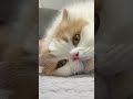 もふもふ達がいつも落ちてて毛まみれなわが家にかかせないもの...