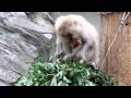 Dahlia and Liter enjoy snack time : ニホンザルのダリアとリットル「おいしい時間」@2014.7.18
