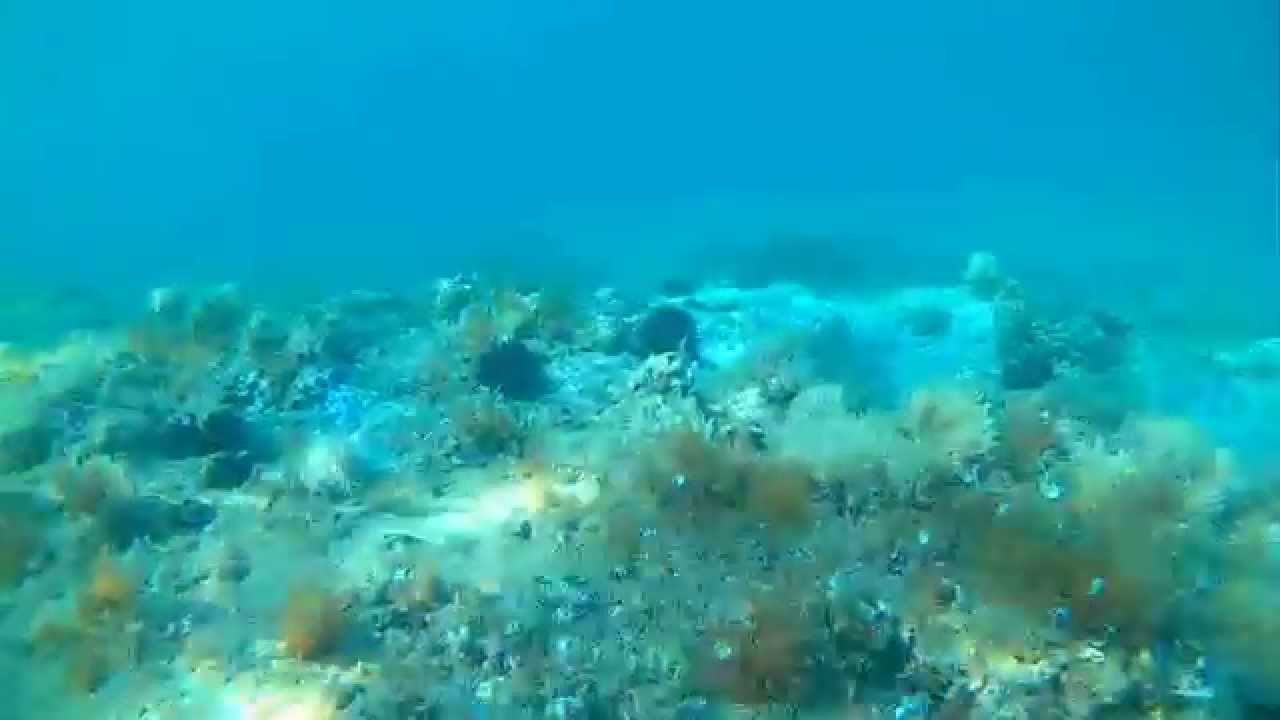 Mojarra, Common two-banded seabream (Diplodus vulgaris)