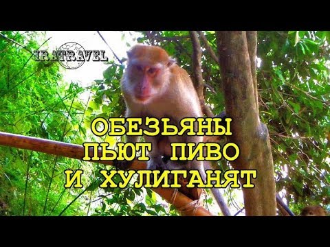 Video: Ką Pasiimti Su Savimi į Tailandą