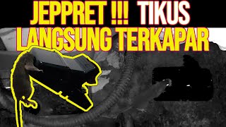 Download lagu DETIK DETIK TIKUS TERBANG KENA PERANGKAP JEBAKAN LANGSUNG TERGELETAK