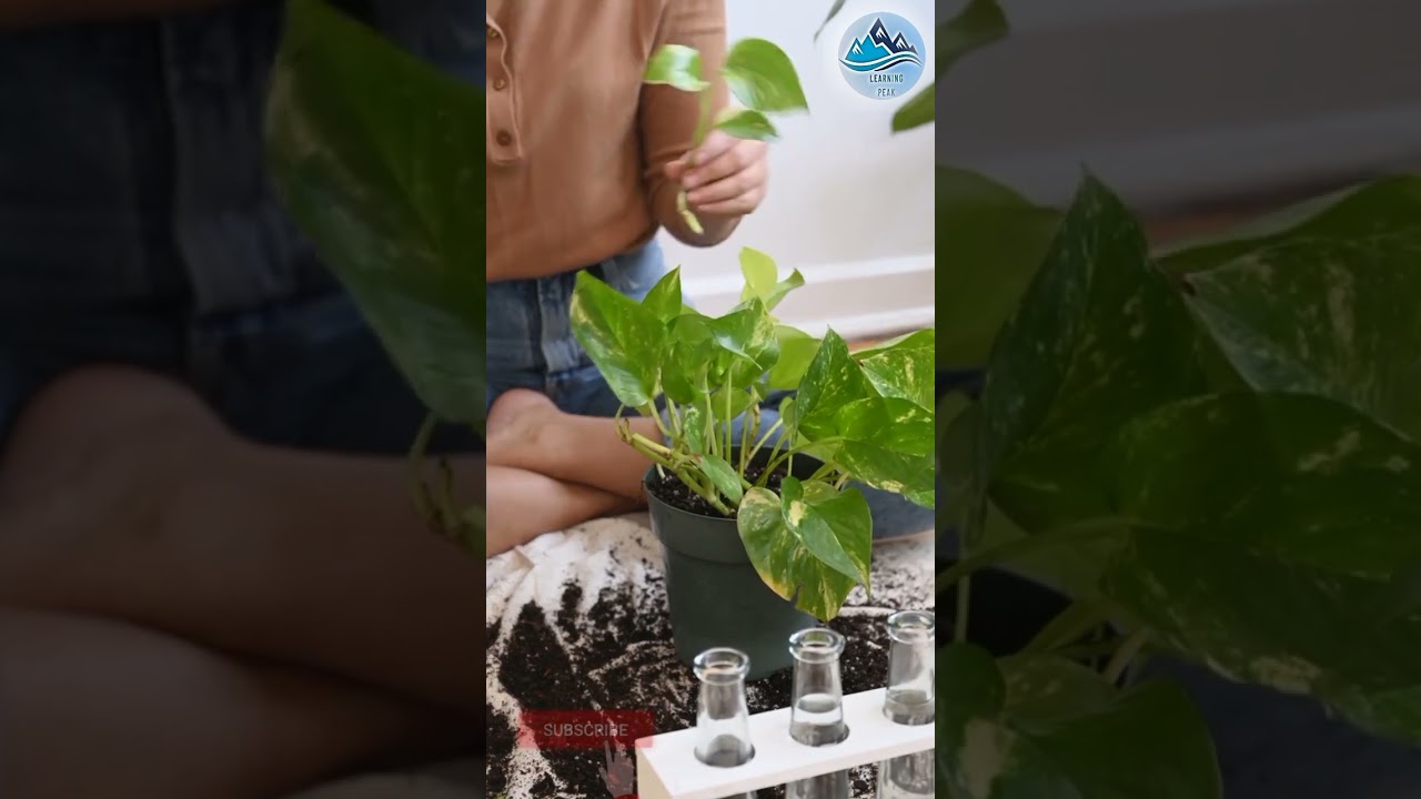 Plants Need Your Attention||Plantation||indoor plants||Outdoor Plants||learning Peak