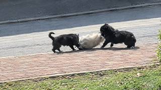 The Exact Moment This Stray Dog Needed Me Most