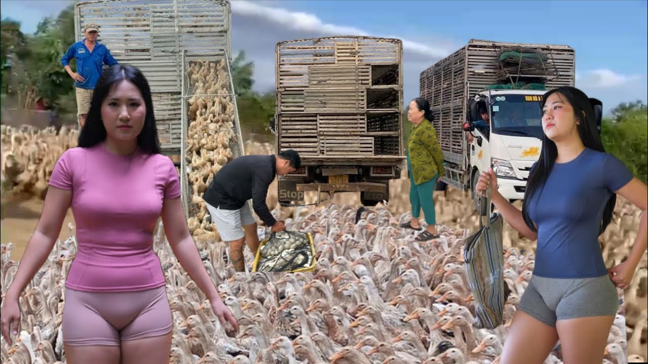 Close-up view of ducks migrating from the fields onto trucks, then traveling to the countryside.