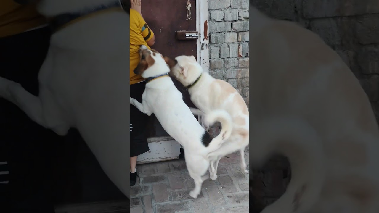 Honey & Bunny Loves Vansh.            #trending #trendingshorts #trendingvideo #thar #iphone