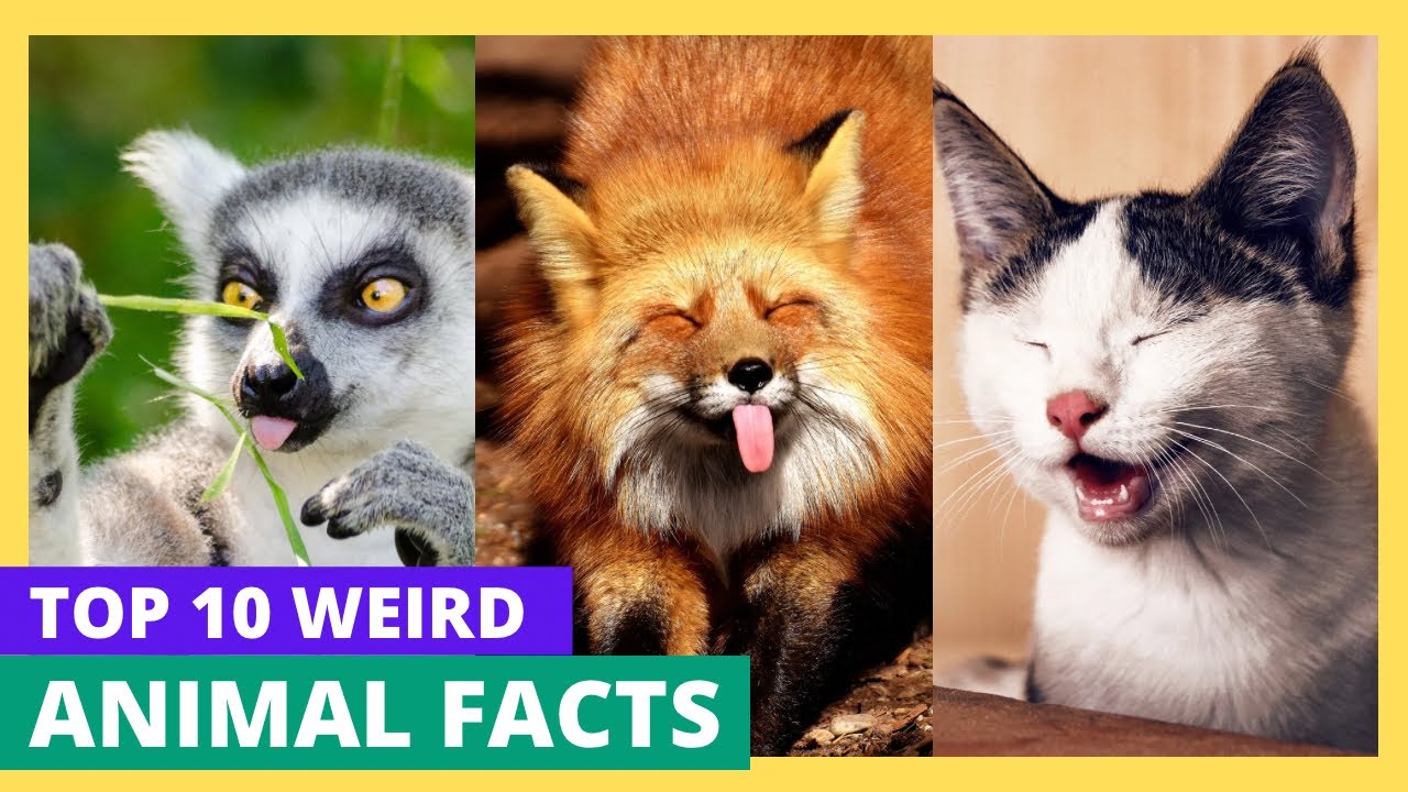 Top 10 Weird Animal Facts You Won’t Believe
