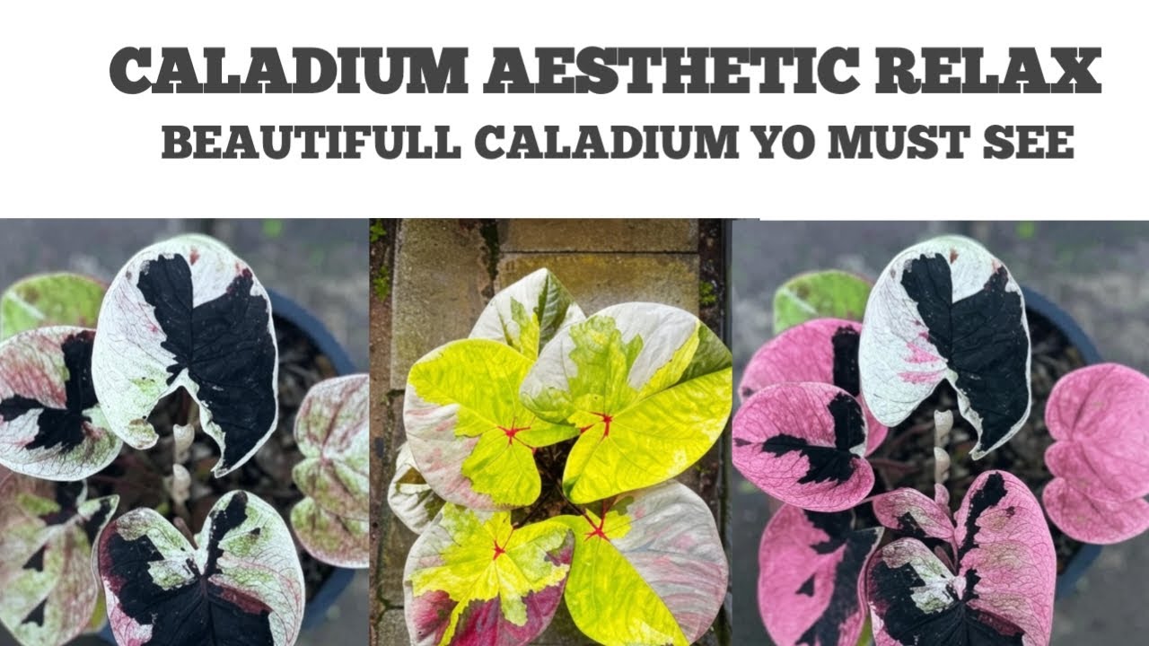 RELAXAXING animation aesthetic caladium plants rare planthouse imagine #caladium #relaxing #plants 