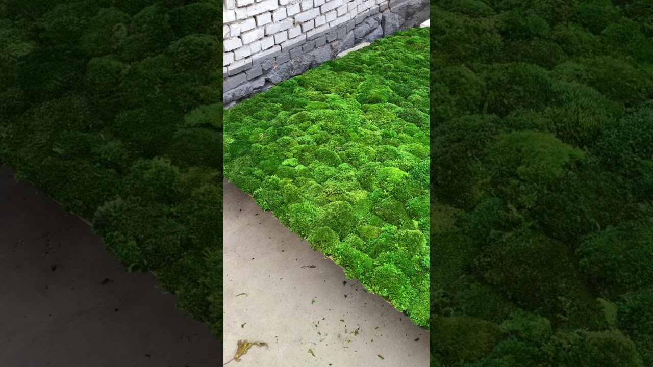 Bulk Wholesale Preserved Pole Moss Pillow Moss Bun Moss Cushion Moss Natural Green Decorative Real