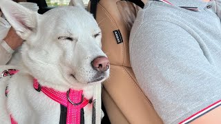 When the Puppy is So Tired (Jindo Dog) by 진똑개 풍이 381,002 views 1 year ago 3 minutes, 33 seconds