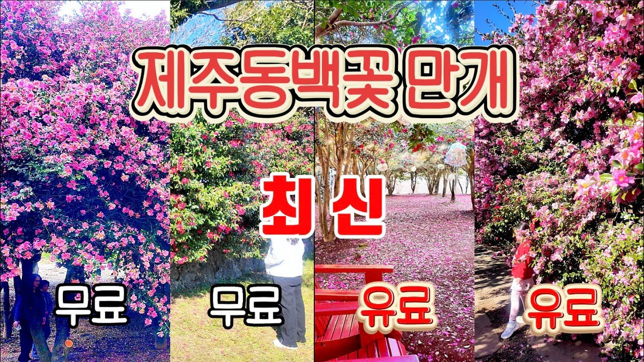 [제주동백꽃 최신] 무료 vs 유료 명소 총정리 (12월 18·19·20일 실제 방문)