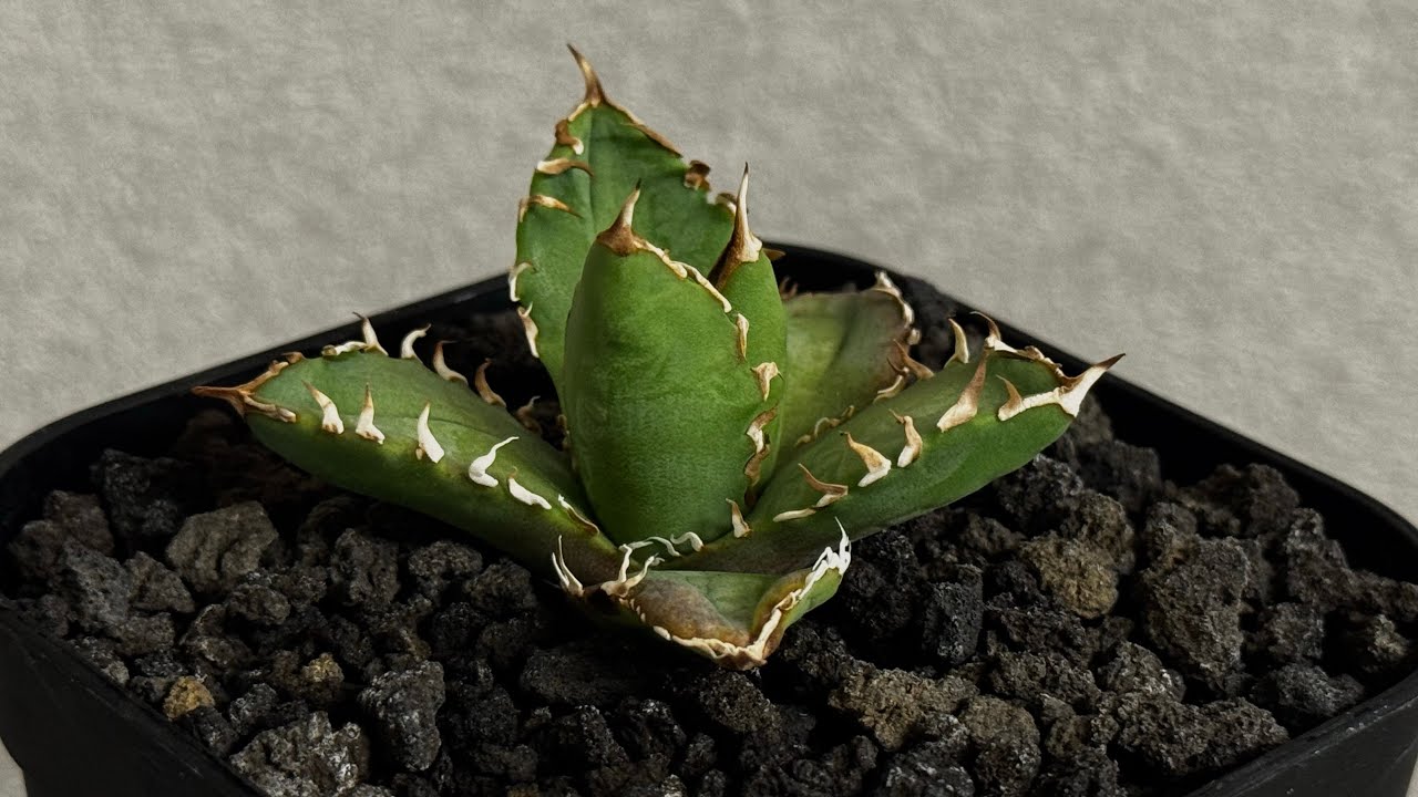 アガベ・チタノタ 徳尔塔(芽)-009｜agave titanota Delta | Plus