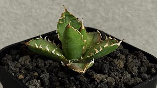 アガベ・チタノタ 徳尔塔(芽)-009｜agave titanota Delta | Plus