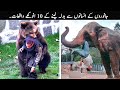 10 Times Animals Took Revenge On Humans | TOP X TV