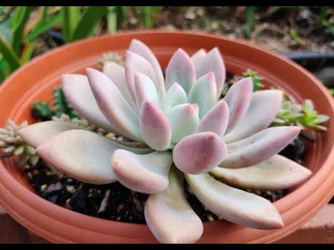 四个余月里 终于有超过一个星期没有下雨 多肉植物出来晒晒 变色大王 秋丽家族 奥普琳娜 Youtube