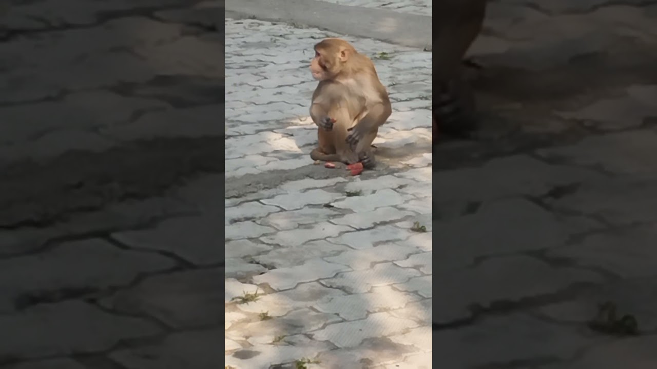 Indian monkey eating carrot 
