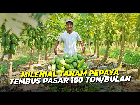 Kebun Pepaya