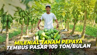 Petani Milenial Tanam Pepaya California Hingga Masuk Supermarket! Permintaan 100 Ton Per Bulan