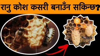 रानु कोश कसरी बनाउन सकिन्छ? || Nepal Bee Keeping