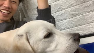 隙あらばひざに乗ってくる かわいい動画 ラブラドールレトリバー Labradorretriever Cute Youtube