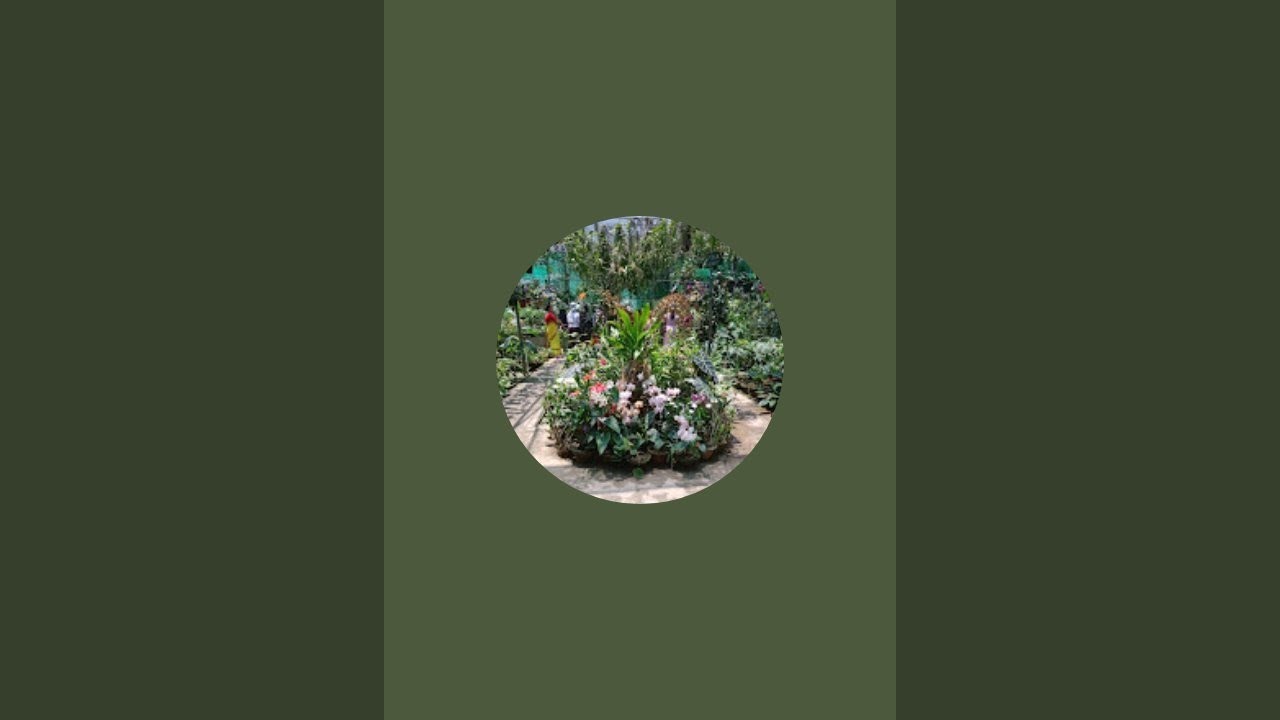 Gardening with Heman at Home. is live pudina  harvesting.