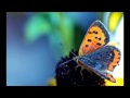 سورة الفتح د يوسف أبو سمرة حنني سورة الفتح د يوسف أبو سمرة حنني