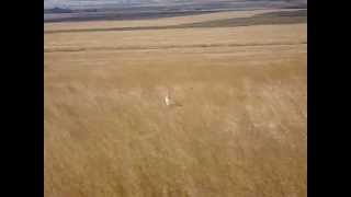 Secretary bird taking off!!!