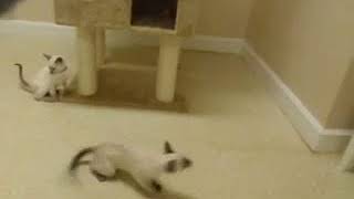 High energy Siamese kittens playing with wand toy- adorable cat babies! Cute kitten video!