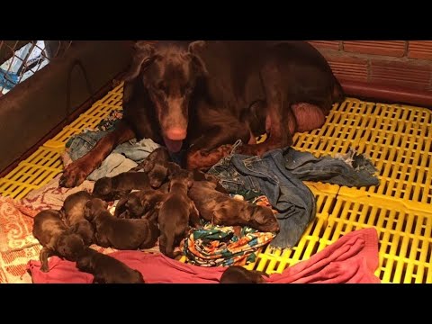 Video Chó Doberman Đức đẹp hơn Rottweiler Becgie bỉ Malinois... - youtube