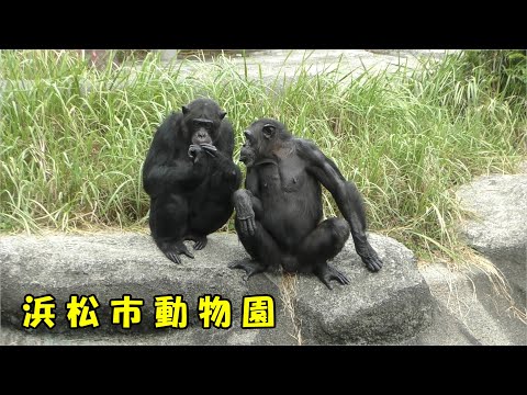 チンパンジーパンジー チンパンジーパンジー - YouTube