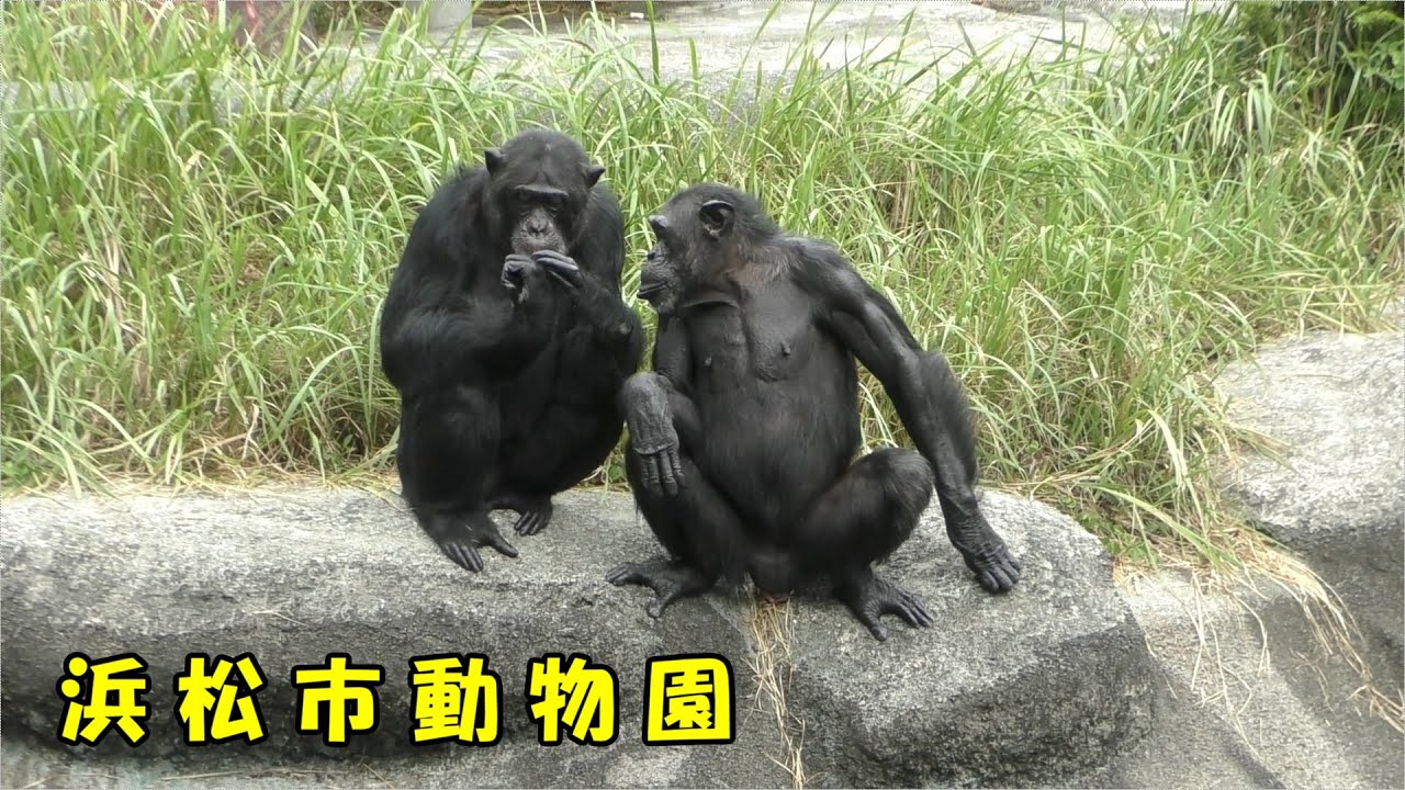 浜松市動物園】 仲良しチンパンジー（250911） - YouTube