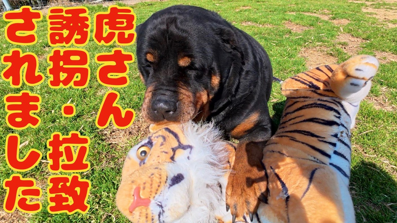 ロットワイラー権蔵くん虎さんが〜〜〜！