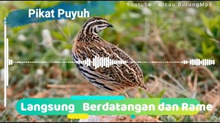 Suara Pikat Puyuh Betina Terbaru  | Kicau Burung Mp3
