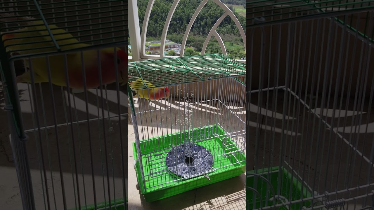 Solar Bird Bath Fountain - Wong CC Takes Shower