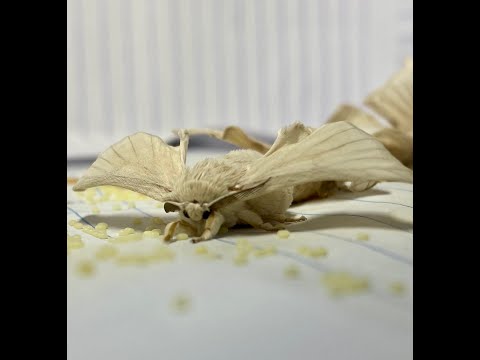 Πεταλόυδα μεταξοσκώληκας γεννάει
