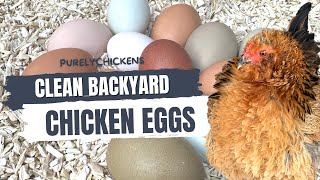 All About Clean Backyard Chicken Eggs!