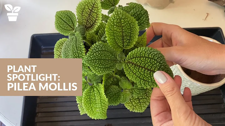 Descubra os segredos da Pilea Mollis e como cuidar dela!