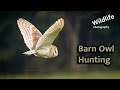 Wild Barn Owl Hunting | UK Wildlife and Nature Photography