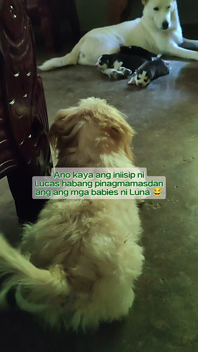 Kumakawag lagi ang buntot ni Lucas habang pinagmamasadan ang mga babies ni Luna. #happypetstory
