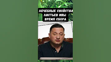 Лечебные свойства листьев ивы: время сбора Цветение трав
