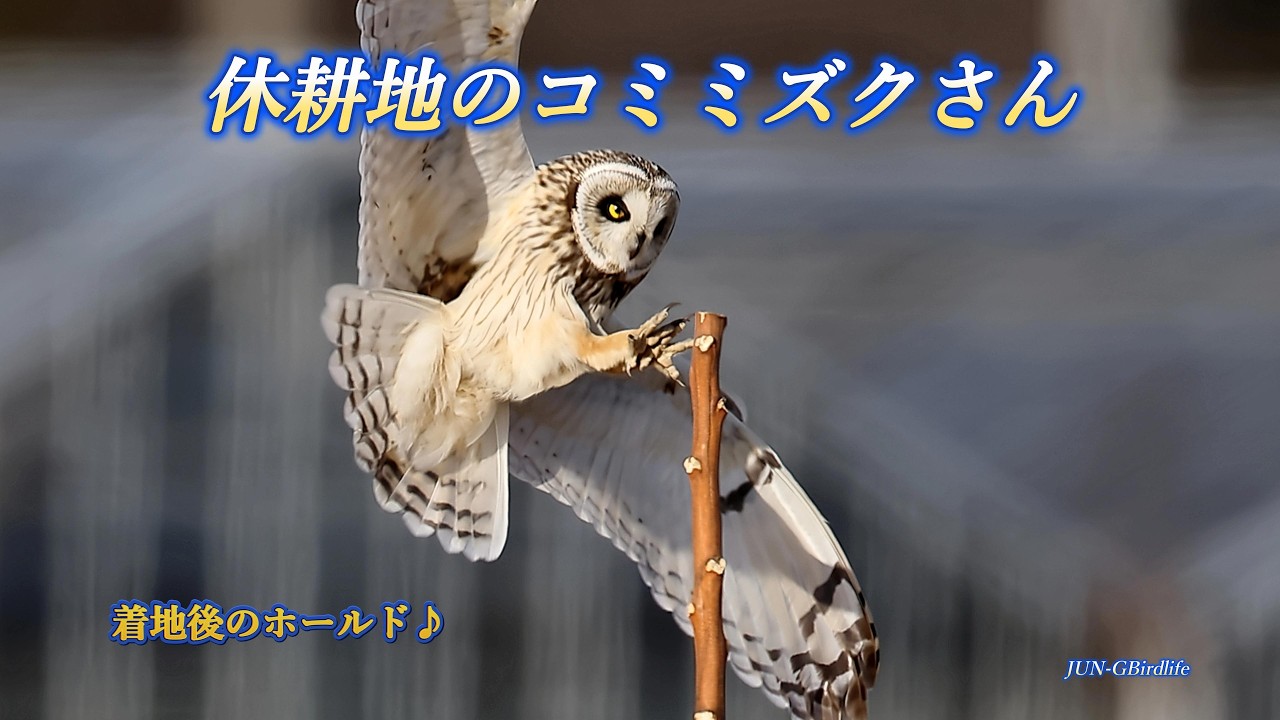 休耕地のコミミズクさん