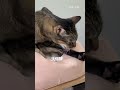 睡夢中才想到沒洗澡 😰  #cat  #貓咪 #寵物 #貓咪日常 #cute #貓 #pets