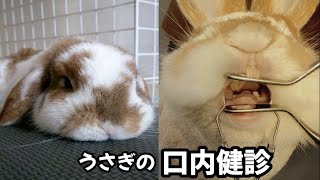 うさぎってこんな動物です【うさぎの多頭飼育】