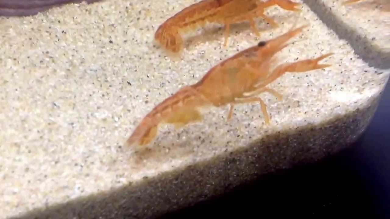 Zwangeren dwerg kreeft